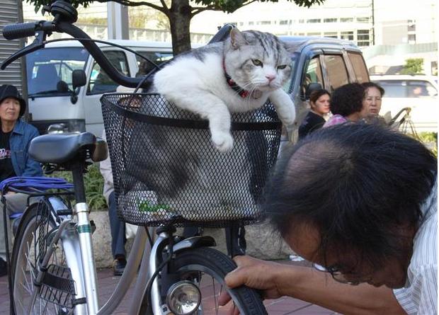 Name:  cat grumpy.JPG
Views: 564
Size:  58.9 KB