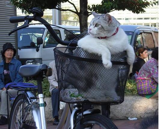 Name:  cat wtf.JPG
Views: 561
Size:  53.3 KB