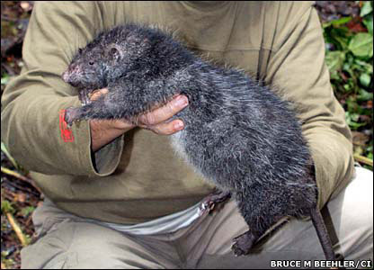 Name:  Giant rat.jpg
Views: 2434
Size:  34.2 KB