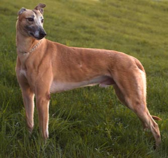 Name:  dog.jpg
Views: 263
Size:  24.6 KB