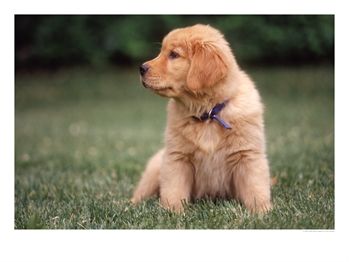 Name:  387844a~Six-week-old-Yellow-Labrador-Puppy-Posters.jpg
Views: 239
Size:  14.3 KB