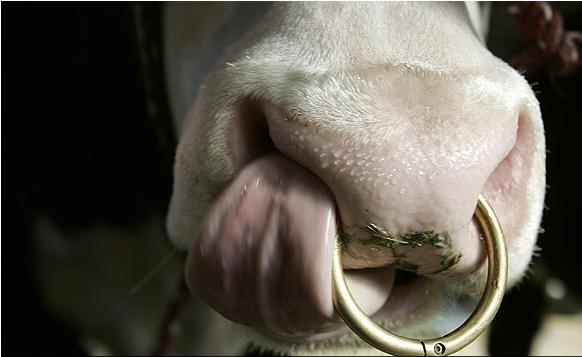 Name:  cow.JPG
Views: 220
Size:  25.9 KB