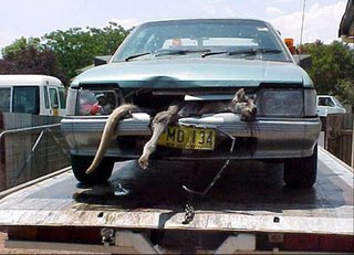 Name:  kangaroo_hit.jpg
Views: 1277
Size:  22.5 KB