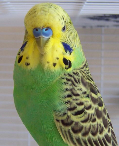 Name:  489px-Budgie001.jpg
Views: 187
Size:  42.7 KB