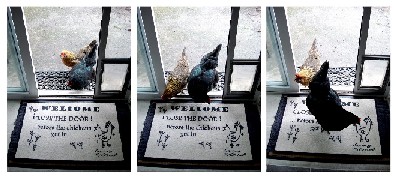 Name:  doormat.jpg
Views: 946
Size:  34.2 KB