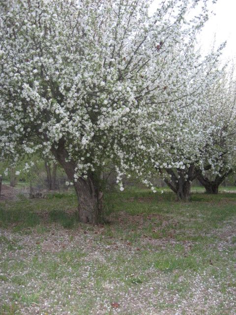 Name:  IMG_1124.jpg
Views: 328
Size:  106.9 KB