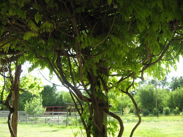 Name:  IMG_1285edited.jpg
Views: 347
Size:  94.2 KB