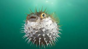 Name:  angry puffer fish.jpg
Views: 4899
Size:  13.0 KB