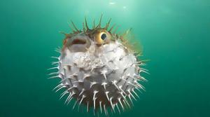 Name:  angry puffer fish.jpg
Views: 4896
Size:  13.0 KB