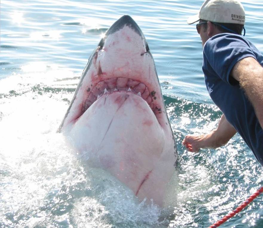 Name:  shark6.jpg
Views: 3055
Size:  90.8 KB