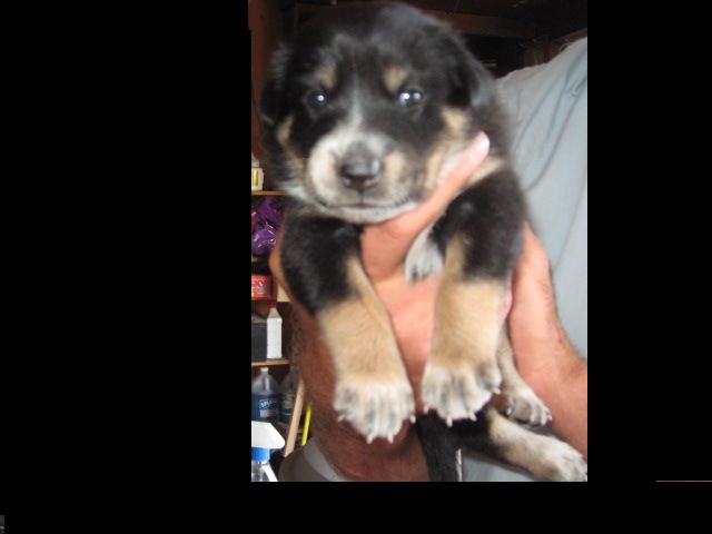 Name:  puppy19days.jpg
Views: 473
Size:  33.1 KB