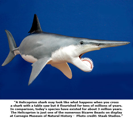 Name:  Helicoprion_blue1.jpg
Views: 536
Size:  36.5 KB