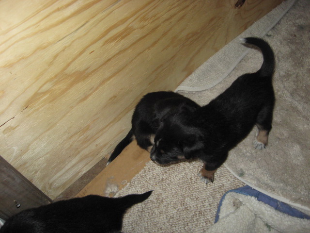 Name:  IMG_1357.JPG
Views: 494
Size:  100.9 KB