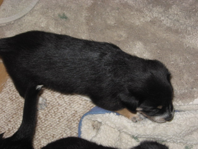 Name:  IMG_1358.JPG
Views: 438
Size:  104.2 KB