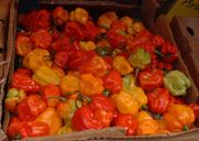 Name:  180px-HotPeppersinMarket.jpg
Views: 138
Size:  6.8 KB