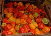 Name:  180px-HotPeppersinMarket.jpg
Views: 88
Size:  6.8 KB