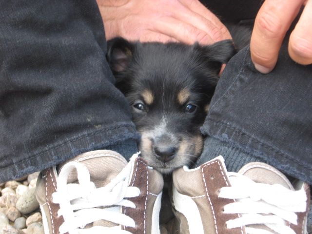Name:  VansAug09-27days.jpg
Views: 1552
Size:  60.3 KB