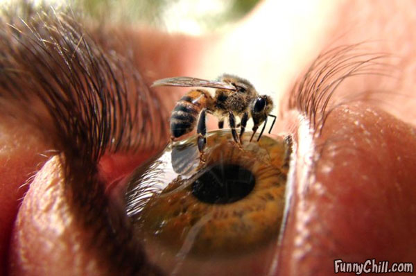 Name:  bee-on-eye.jpg
Views: 784
Size:  48.4 KB