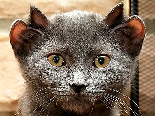 Name:  yoda-4-earedcat.jpg
Views: 718
Size:  34.0 KB
