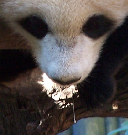 Name:  panda-impress.JPG
Views: 584
Size:  165.8 KB