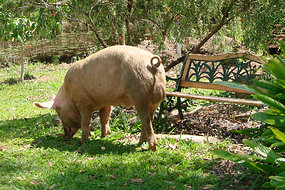 Name:  Pig 1.jpg
Views: 454
Size:  35.6 KB