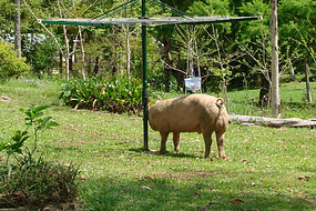 Name:  pig 2.jpg
Views: 449
Size:  35.3 KB
