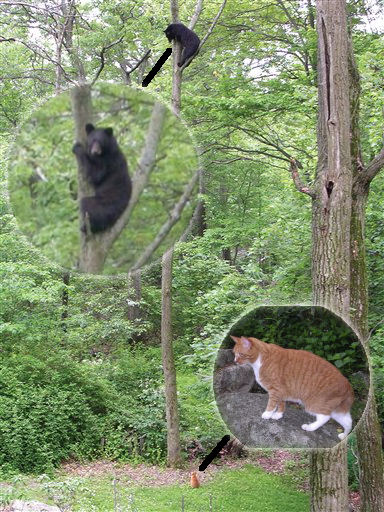 Name:  cat bear.jpg
Views: 208
Size:  90.2 KB