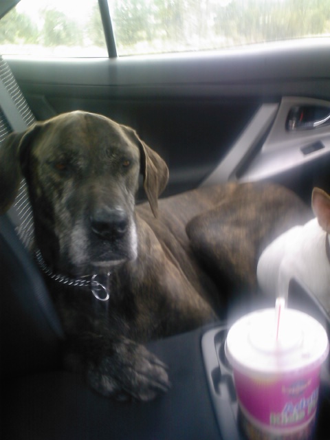 Name:  slushy dog.jpg
Views: 457
Size:  76.1 KB