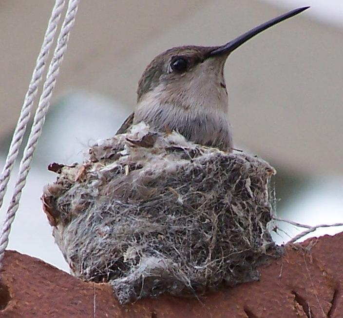 Name:  hummingbird.JPG
Views: 300
Size:  62.0 KB