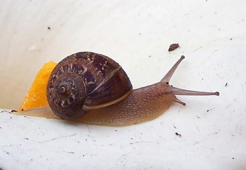 Name:  snail.jpg
Views: 300
Size:  119.5 KB