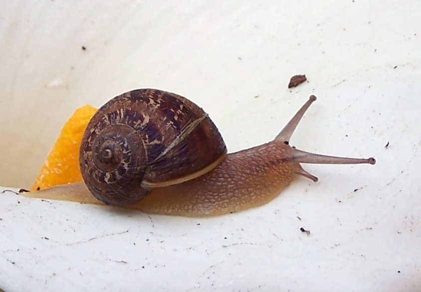 Name:  snail.jpg
Views: 343
Size:  119.5 KB