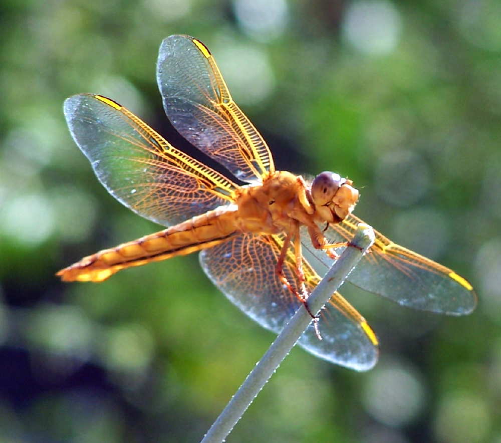 Name:  Dragonfly at Desert Botanical Gardens 2005.JPG
Views: 463
Size:  76.4 KB