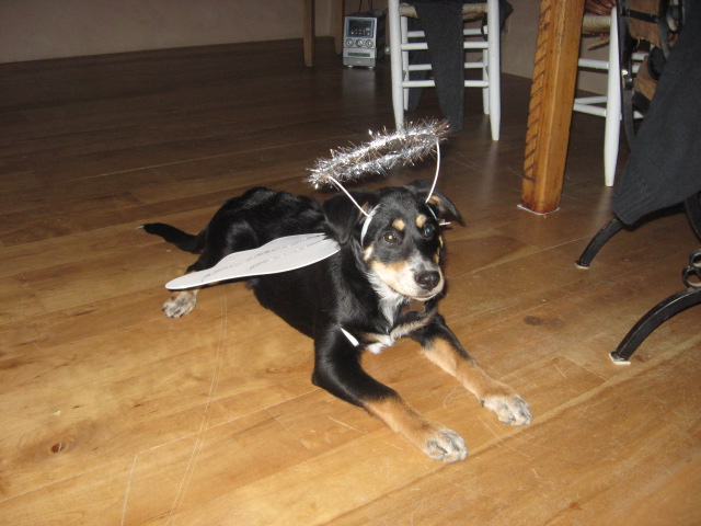 Name:  IMG_1656.JPG
Views: 380
Size:  100.1 KB