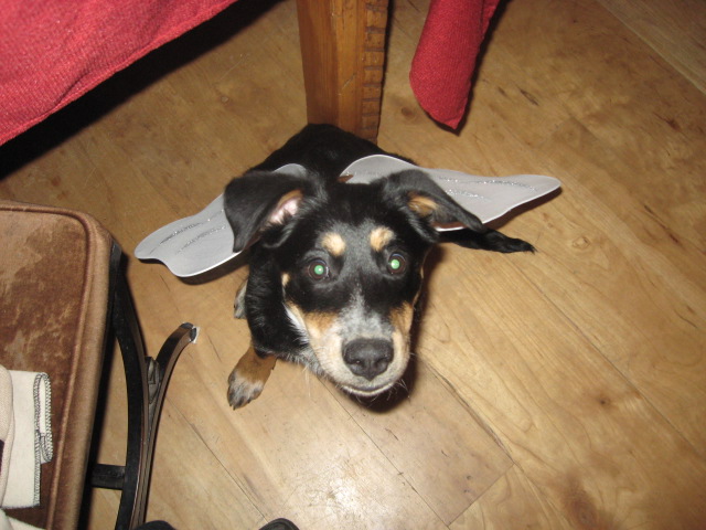 Name:  IMG_1669.JPG
Views: 371
Size:  108.5 KB