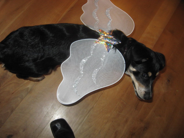 Name:  IMG_1670.JPG
Views: 384
Size:  85.8 KB
