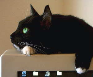 Name:  Who put the pistachios in my eyes 1-5-03.JPG
Views: 545
Size:  8.9 KB