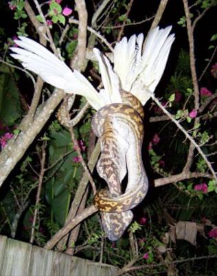Name:  Sanke Vs Bird.jpg
Views: 1858
Size:  31.0 KB