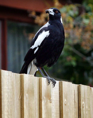 Name:  Maggie.jpg
Views: 1710
Size:  29.4 KB