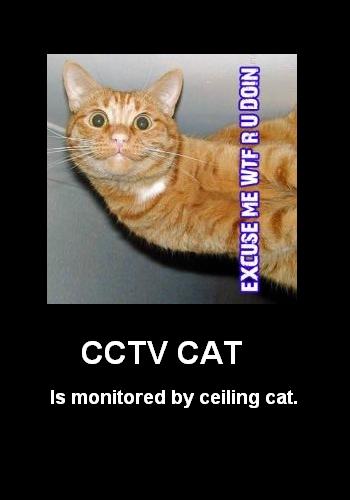 Name:  CCTV cat.jpg
Views: 1036
Size:  19.8 KB
