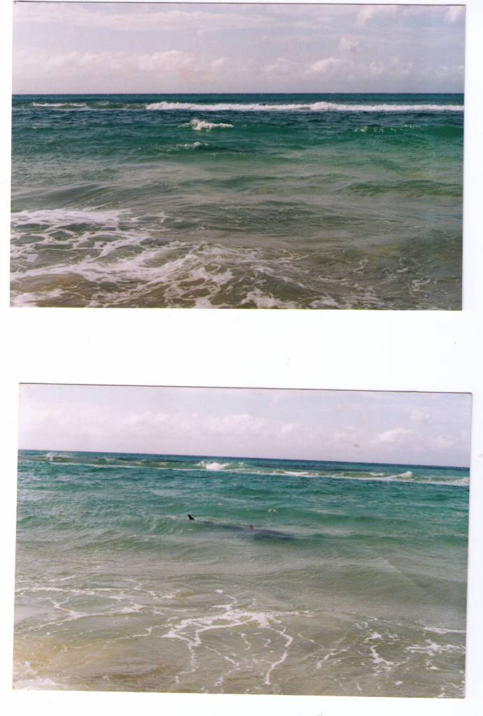 Name:  sharks.jpg
Views: 5028
Size:  72.6 KB