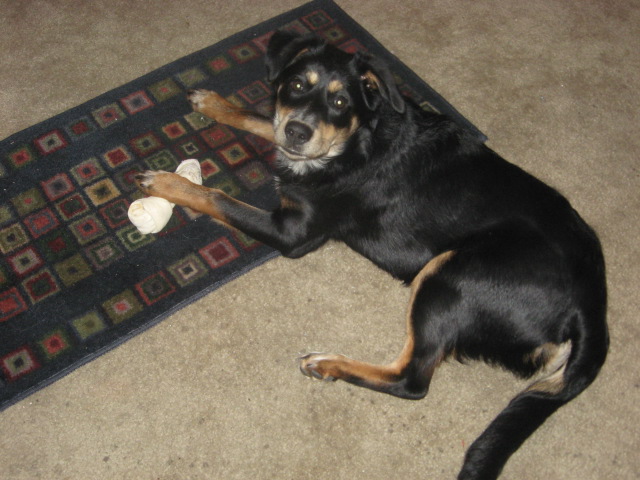 Name:  Osa 5 months.JPG
Views: 372
Size:  113.6 KB