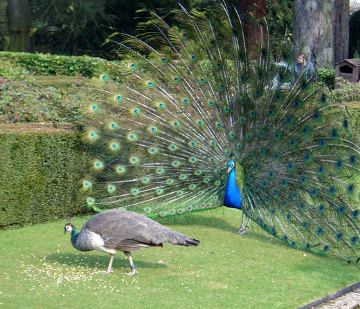 Name:  peacock-wooing-peahen1.jpg
Views: 293
Size:  96.3 KB
