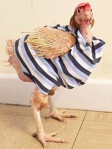Name:  hen.jpg
Views: 377
Size:  13.7 KB