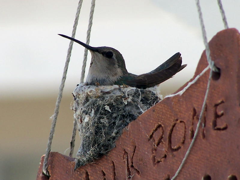 Name:  100_2158.JPG
Views: 418
Size:  62.3 KB