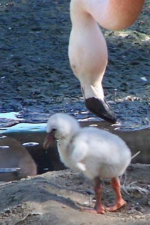 Name:  tender.JPG
Views: 451
Size:  161.2 KB