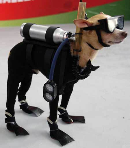 Name:  scuba-diving-dog.jpg
Views: 2114
Size:  16.8 KB
