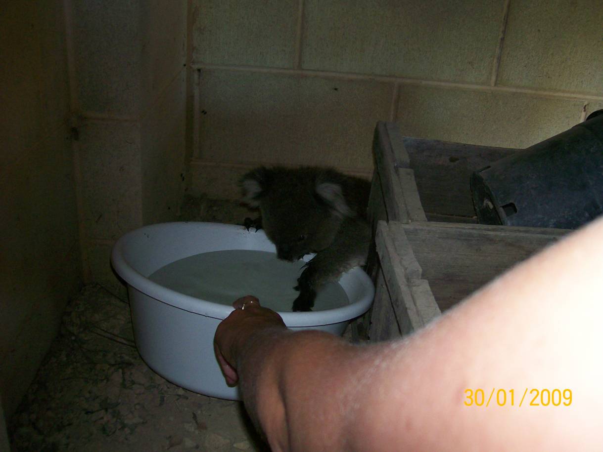 Name:  Koala002.jpg
Views: 7701
Size:  76.5 KB