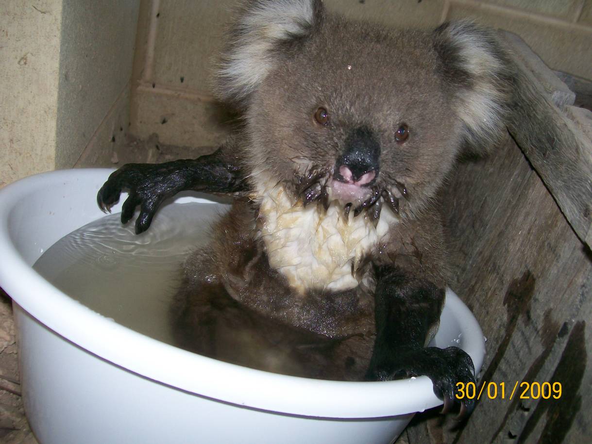 Name:  Koala005.jpg
Views: 14666
Size:  122.8 KB