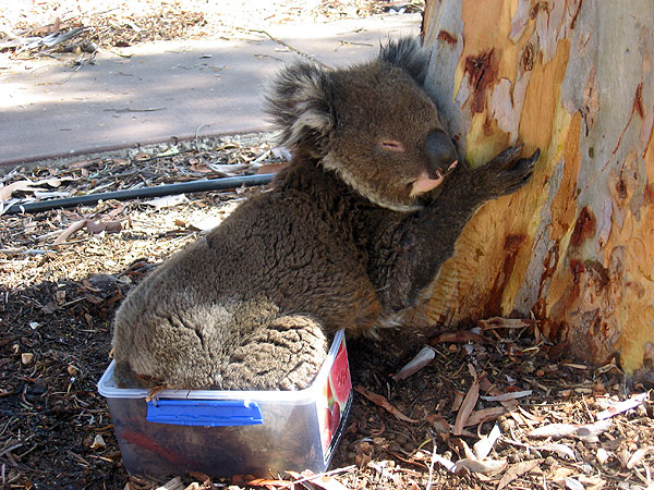Name:  Koala1.jpg
Views: 6125
Size:  122.1 KB