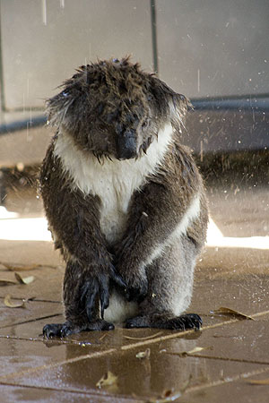 Name:  Koala2.jpg
Views: 41336
Size:  37.2 KB